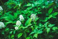 Eurasian baneberry Actaea spicata blooming in the forest