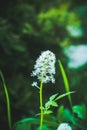 Eurasian baneberry Actaea spicata blooming in the forest