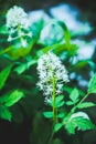 Eurasian baneberry Actaea spicata blooming in the forest