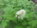 Eurasian baneberry, Actaea spicata