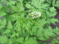 Eurasian baneberry, Actaea spicata