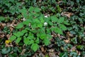 Eurasian baneberry (Actaea spicata)