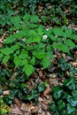 Eurasian baneberry (Actaea spicata)
