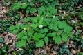 Eurasian baneberry (Actaea spicata)