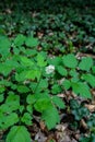 Eurasian baneberry (Actaea spicata