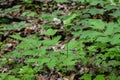 Eurasian baneberry (Actaea spicata