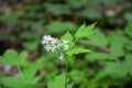 Eurasian baneberry (Actaea spicata