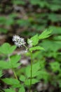 Eurasian baneberry (Actaea spicata