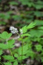 Eurasian baneberry (Actaea spicata