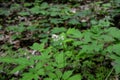 Eurasian baneberry (Actaea spicata