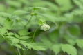 Eurasian baneberry with flower, Actaea spicata. Eurasian baneberry Actaea spicata blooming in the forest. Selective focus.