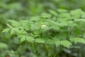 Eurasian baneberry with flower, Actaea spicata. Eurasian baneberry Actaea spicata blooming in the forest. Selective focus.