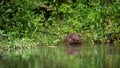 Beaver holding a fresh branch in paws and gnawing it with teeth on riverbank