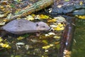 Eurasian beaver swimming in the pond in autumn, colorful autumn leaves on the water surface Royalty Free Stock Photo