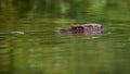 Eurasian beaver swimming in river in summer nature Royalty Free Stock Photo