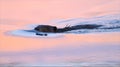 Eurasian beaver swims in the colorful sunset evening time Royalty Free Stock Photo