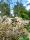 Eurasian bee beetle (Trichius fasciatus) on plant with white flowers. Head and pronotum are black, the elytra are