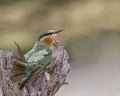 Eurasian Bee eater resting