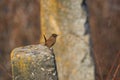 Eurasian wren or Troglodytes troglodytes a small bird