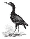 Eurasian Bittern or Botaurus stellaris, bird, vintage engraving
