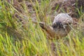 Eurasian Bittern (Botaurus stellaris) Royalty Free Stock Photo