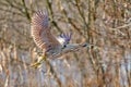 Eurasian bittern (Botaurus stellaris)