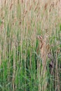 Bittern Botaurus stellaris in the reeds Royalty Free Stock Photo