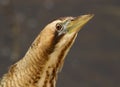 Eurasian Bittern or Great Bittern (Botaurus stellaris) Royalty Free Stock Photo