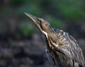 The Eurasian bittern or great bittern Botaurus stellaris Royalty Free Stock Photo