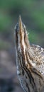 The Eurasian bittern or great bittern Botaurus stellaris