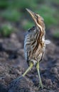 The Eurasian bittern or great bittern Botaurus stellaris