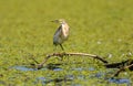 Eurasian Bittern outdoor in summer botaurus stellaris in Danube Delta Biosphere Reserve Royalty Free Stock Photo