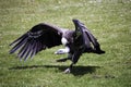 Vulture Royalty Free Stock Photo