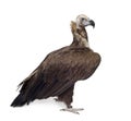 Eurasian Black Vulture (42 years) Royalty Free Stock Photo