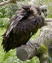 Eurasian black vulture 8 Royalty Free Stock Photo