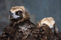 Eurasian Black Vulture (Aegypius monachus) Royalty Free Stock Photo