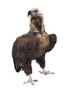 Eurasian Black Vulture - Aegypius monachus Royalty Free Stock Photo