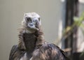 Eurasian Black Vulture Aegypius monachus Royalty Free Stock Photo