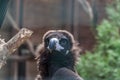 Eurasian black vulture Royalty Free Stock Photo