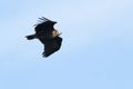 Eurasian Black Vulture, Monk vulture, in flight Royalty Free Stock Photo