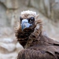 Eurasian Black Vulture portrait Royalty Free Stock Photo