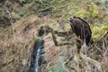 Eurasian black vulture Royalty Free Stock Photo