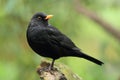 Eurasian blackbird Royalty Free Stock Photo