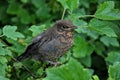 Eurasian Blackbird Baby. Royalty Free Stock Photo