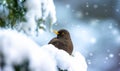 Eurasian Blackbird on bush with snow in winter