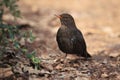 Eurasian blackbird Royalty Free Stock Photo