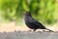 Eurasian Blackbird - female Turdus merula