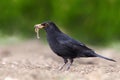 Eurasian Blackbird - female Turdus merula Royalty Free Stock Photo