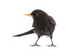 Eurasian Blackbird isolated on white Royalty Free Stock Photo