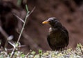 Eurasian Blackbird in a natural environment Royalty Free Stock Photo